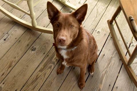 Miss Maple - Studio Dog