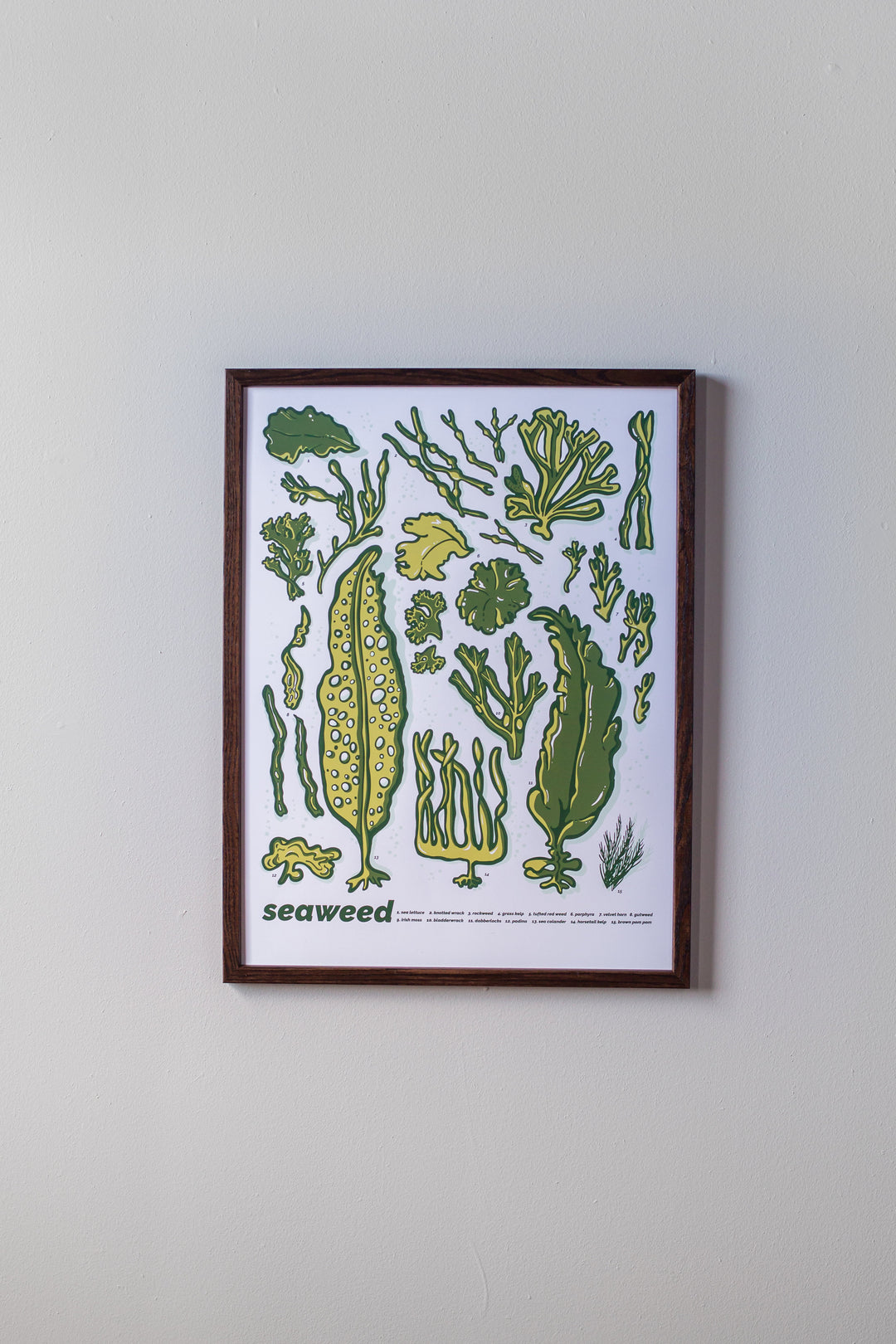 Seaweed Print by Brainstorm - Kelp, Porphyra, Knotted Wrack, Bladderwrack, Irish Moss! 