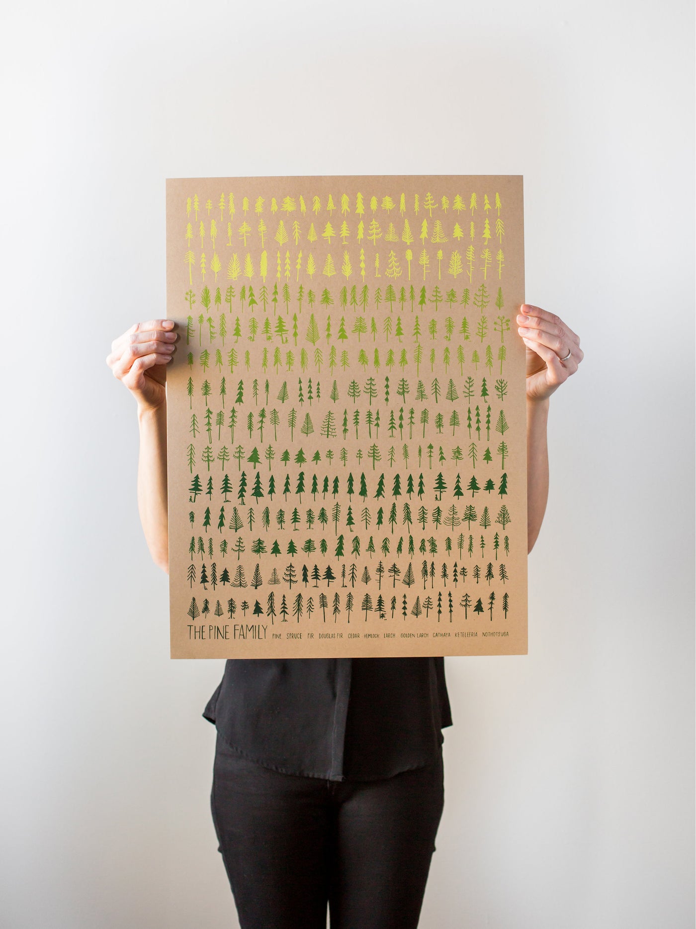 The Pine Family on Kraft Print by Braintorm - Tree Poster! - Pine, Spruce, Fir, Douglas Fir, Cedar, Hemlock, Larch, Golden Larch, Cathaya, Keteleeria, Nothotsuga